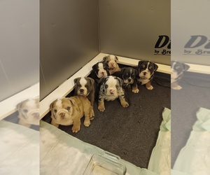 English Bulldog Puppy for Sale in GREENVILLE, South Carolina USA