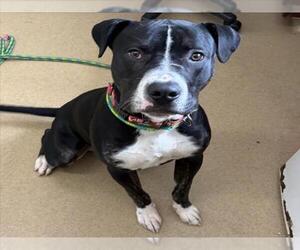 American Pit Bull Terrier Dogs for adoption in Derwood, MD, USA