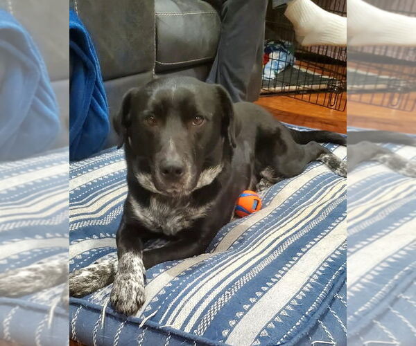 Medium Photo #4 Retriever -Unknown Mix Puppy For Sale in Woodbury, NY, USA