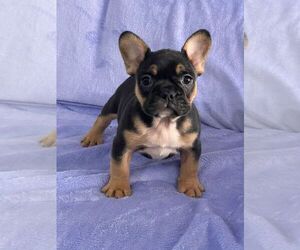 French Bulldog Puppy for sale in HOUSTON, TX, USA