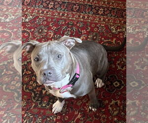 American Pit Bull Terrier Dogs for adoption in New Orleans, LA, USA