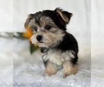 Small #5 Morkie