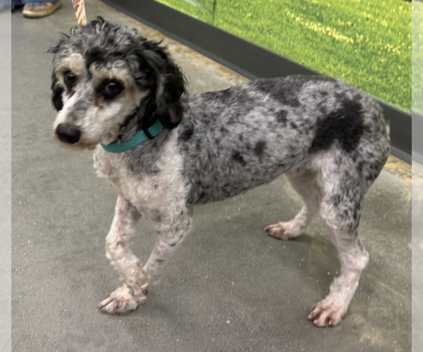 Medium Photo #2 Aussiedoodle Miniature  Puppy For Sale in Decatur, GA, USA