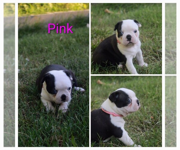 Medium Photo #8 Boston Terrier Puppy For Sale in TARBORO, NC, USA