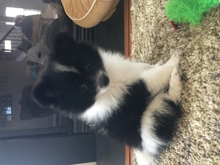 Pomeranian Puppy for sale in HANOVER, PA, USA