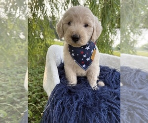 Goldendoodle Litter for sale in CLARKSVILLE, TX, USA