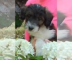 Puppy Daisy Cadoodle