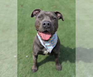 American Staffordshire Terrier-Unknown Mix Dogs for adoption in Calhoun, GA, USA