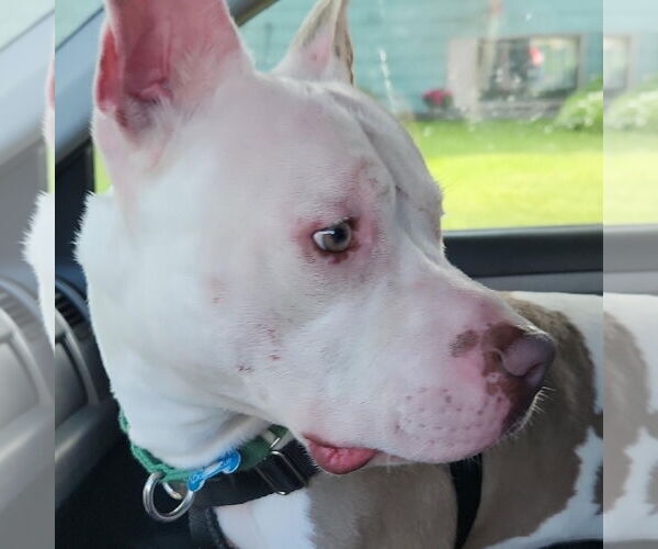 Medium Photo #13 American Pit Bull Terrier Puppy For Sale in Fargo, ND, USA