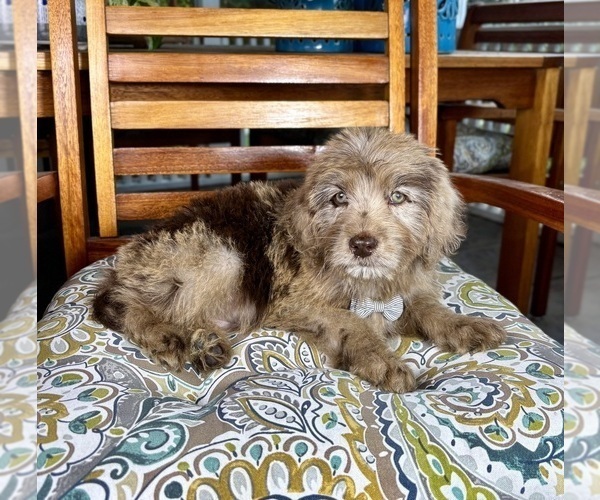 Medium Photo #5 Labradoodle Puppy For Sale in NOBLESVILLE, IN, USA