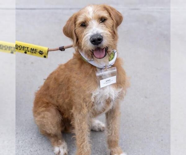 Medium Photo #13 Miniature Labradoodle Puppy For Sale in San Diego, CA, USA