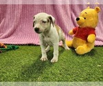 Small #6 Catahoula Leopard Dog