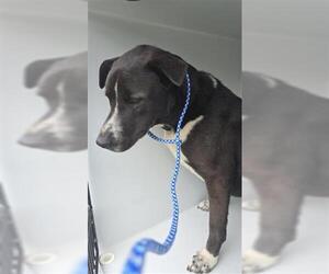 Labrador Retriever-Unknown Mix Dogs for adoption in Houston, TX, USA