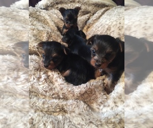 Yorkshire Terrier Puppy for sale in INDIANA, PA, USA