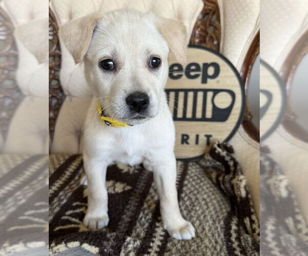 Medium Photo #2 Mutt Puppy For Sale in Mundelein, IL, USA