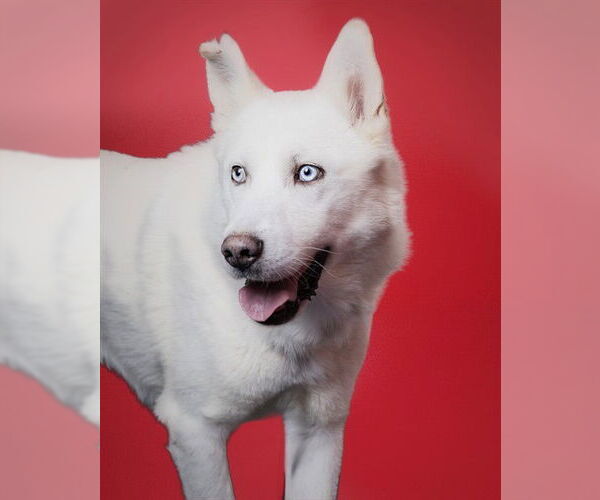 Medium Photo #2 Siberian Husky Puppy For Sale in Ogden, UT, USA