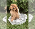 Small #1 Cavalier King Charles Spaniel