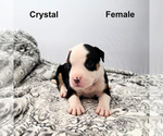 Small American Bully