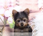 Small Photo #2 Yorkshire Terrier Puppy For Sale in MARIETTA, GA, USA