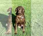 Small Photo #1 Labrador Retriever Puppy For Sale in STANLEY, WI, USA