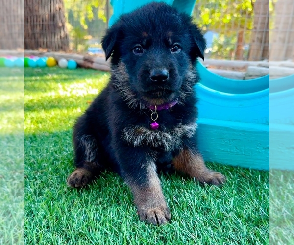 Medium Photo #11 German Shepherd Dog Puppy For Sale in MARIPOSA, CA, USA
