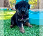 Small #10 German Shepherd Dog