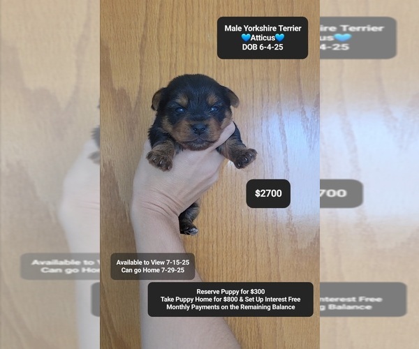 Medium Photo #1 Yorkshire Terrier Puppy For Sale in TUCSON, AZ, USA