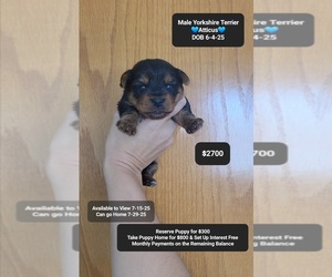 Yorkshire Terrier Puppy for sale in TUCSON, AZ, USA