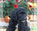 Small #3 Goldendoodle-Poodle (Miniature) Mix