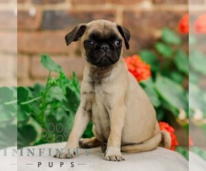 Pug Puppy for sale in ORRSTOWN, PA, USA