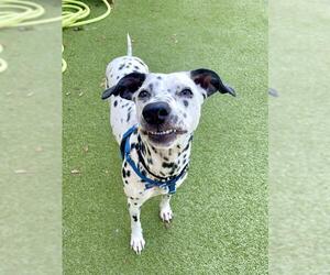 Medium Dalmatian Mix