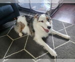 Small #1 Australian Shepherd