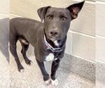 Small Labrador Retriever