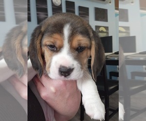 Beagle Puppy for sale in GRANTS PASS, OR, USA