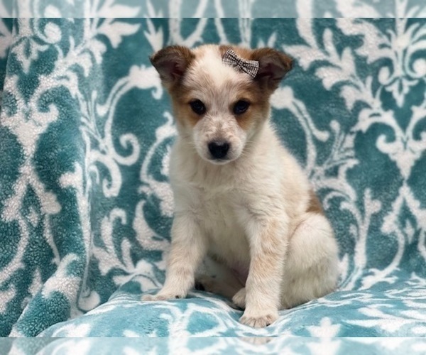 Medium Photo #7 Texas Heeler Puppy For Sale in LAKELAND, FL, USA