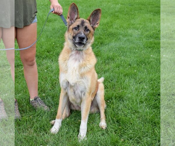 Medium Photo #5 Anatolian Shepherd-German Shepherd Dog Mix Puppy For Sale in Huntley, IL, USA