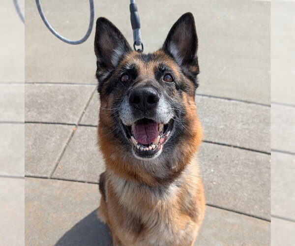 Medium Photo #1 German Shepherd Dog Puppy For Sale in Alameda, CA, USA