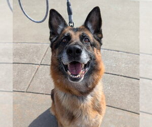 German Shepherd Dog Dogs for adoption in Alameda, CA, USA