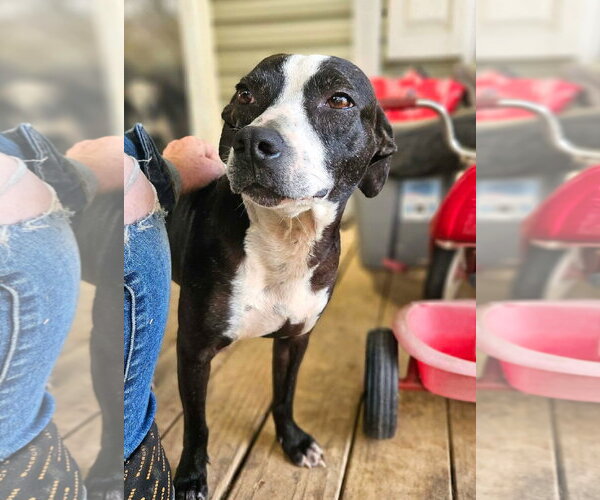 Medium Photo #2 Boston Terrier-Unknown Mix Puppy For Sale in Wakefield, RI, USA