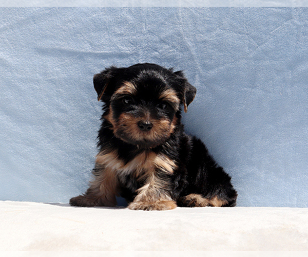 Medium Photo #8 Yorkshire Terrier Puppy For Sale in LOS ANGELES, CA, USA