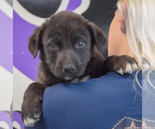 Medium Photo #5 Golden Retriever-Unknown Mix Puppy For Sale in Huntley, IL, USA