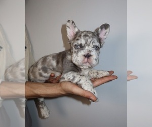 French Bulldog Puppy for sale in PLAYA VISTA, CA, USA