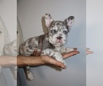 Mimi - Female French Bulldog Puppy for Sale - Small photo