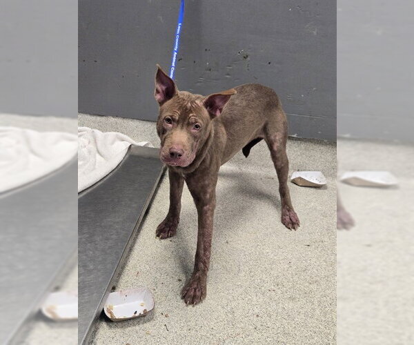 Medium Photo #1 American Pit Bull Terrier-Unknown Mix Puppy For Sale in Tallahassee, FL, USA