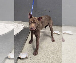 American Pit Bull Terrier-Unknown Mix Dogs for adoption in Tallahassee, FL, USA