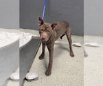 MOTH - Female American Pit Bull Terrier-Unknown Mix Dog for Adoption - Small photo