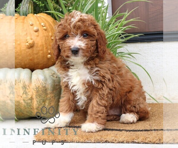Medium Photo #3 Cavapoo Puppy For Sale in NARVON, PA, USA