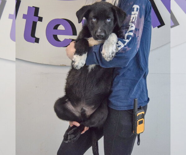 Medium Photo #4 Gerberian Shepsky Puppy For Sale in Huntley, IL, USA