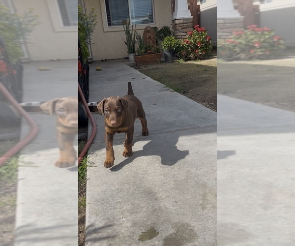 Medium Photo #2 Doberman Pinscher Puppy For Sale in HIGHLAND, CA, USA