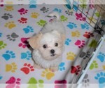 Small Photo #6 Shih Tzu Puppy For Sale in ORO VALLEY, AZ, USA